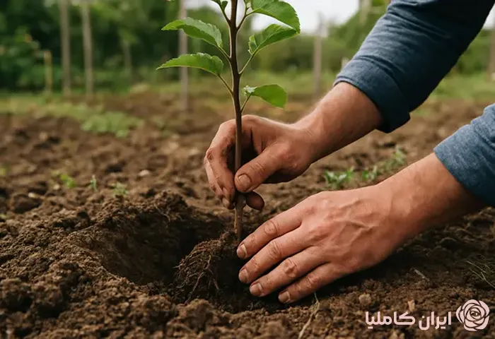 بهترین زمان کاشت نهال میوه